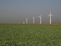 NL, Zeeland, Schouwen-Duivenland, Polder Dreischor 1, Saxifraga-Jan van der Straaten