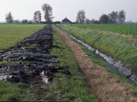 NL, Zeeland, Schouwen-Duivenland, Polder Dreischor 2, Saxifraga-Jan van der Straaten