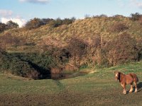 NL, Zeeland, Veere 7, Saxifraga-Jan van der Straaten