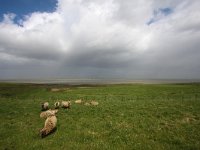 NL, Zeeland, Sluis, Breskens 2, Saxifraga-Bart Vastenhouw