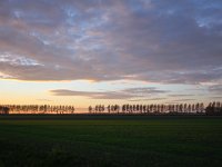 NL, Zeeland, Sluis, Nieuwvliet 1, Saxifraga-Bart Vastenhouw