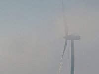 NL, Zeeland, Sluis, Slijkplaat 2, Saxifraga-Tom Heijnen