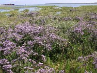 NL, Zeeland, Vlissingen, Sloehaven 1, Saxifraga-Peter Meininger