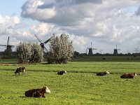 Dutch polder with cows; windmills of Unesco World Heritage SIte Kinderdijk in background  Dutch polder with cows; windmills of Unesco World Heritage SIte Kinderdijk in background : Kinderdijk, Netherlands, Holland, windmill, windmills, Unesco world heritage site, world heritage site, rural landscape, landscape, rural, nobody, no people, nature, natural, countryside, summer, summertime, fall, autumn, rural scene, non-urban scene, polder, grass, grassland, agriculture, agricultural, cow, cows, cattle, lifestock, trees, farmland, tree, Alblasserwaard, South Holland