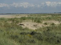 NL, Zuid-Holland, Goeree-Overflakkee, Kwade Hoek 26, Saxifraga-Willem van Kruijsbergen