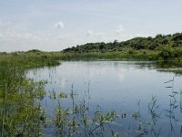 NL, Zuid-Holland, Goeree-Overflakkee, Kwade Hoek 3, Saxifraga-Willem van Kruijsbergen