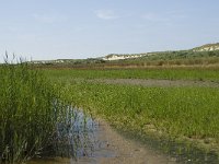 NL, Zuid-Holland, Goeree-Overflakkee, Kwade Hoek 44, Saxifraga-Willem van Kruijsbergen