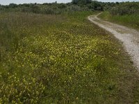 NL, Zuid-Holland, Goeree-Overflakkee, Kwade Hoek 8, Saxifraga-Jan van der Straaten