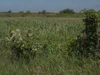 NL, Zuid-Holland, Goeree-Overflakkee, Kwade Hoek 9, Saxifraga-Jan van der Straaten