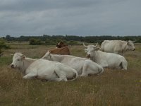 NL, Zuid-Holland, Goeree-Overflakkee, Oosterduin 2, Saxifraga-Jan van der Straaten