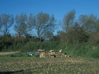 NL, Zuid-Holland, Goeree-Overflakkee, Ouddorp 9, , Saxifraga-Jan van der Straaten