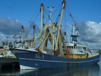 NL, Zuid-Holland, Goeree-Overflakkee, Stellendam 3, Saxifraga-Jan van der Straaten