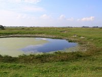 NL, Zuid-Holland, Goeree-Overflakkee, Westduinen 1, Saxifraga-Peter Meininger