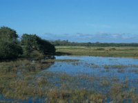 NL. Zuid-Holland, Goeree-Overflakkee, Westduinen 2, Saxifraga-Jan van der Straaten