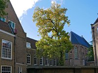 NL, Zuid-Holland, Gouda, Achter de Kerk (Sint-Janskerk) 1, Saxifraga-Tom Heijnen