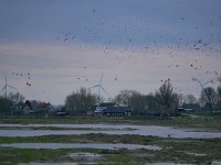 NL, Zuid-Holland, Hoeksche Waard, Oudeland van Strijen 1, Saxifraga-Tom Heijnen