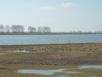NL, Zuid-Holland, Hoeksche Waard, Westerse Laagjes 1, Saxifraga-Jan van der Straaten