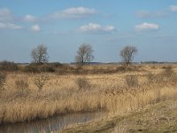 NL, Zuid-Holland, Korendijk, Tiengemeten, Blanken Slikken 2, Saxifraga-Jan van der Straaten