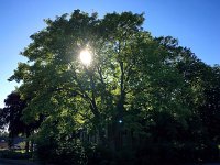 NL, Zuid-Holland, Pijnacker-Nootdorp, Pijnacker 1, Saxifraga-Bart Vastenhouw