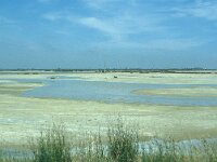 E, Tarragona, Deltebre, Playa de Riumar 1, Saxifraga-Jan van der Straaten