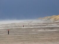 NL, Friesland, Ameland, Buren 1, Saxifraga-Sytske Dijksen
