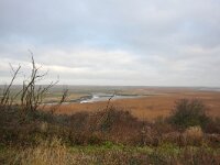 NL, Zuid-Holland, Goeree-Overflakkee, Kwade Hoek 60, Saxifraga-Bart Vastenhouw