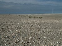 NL, Zuid-Holland, Westland, Ter Heijde 15, Saxifraga-Willem van Kruijsbergen