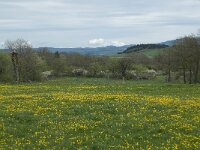 F, Haute-Loire, Cayres 1, Saxifraga-Willem van Kruijsbergen