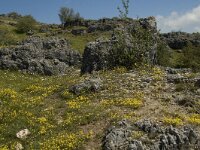 F, Lozere, Fraissinet-de-Fourques, Nimes-le-Vieux 24, Saxifraga-Marijke Verhagen