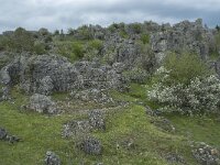 F, Lozere, Fraissinet-de-Fourques, Nimes-le-Vieux 37, Saxifraga-Willem van Kruijsbergen