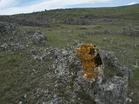F, Lozere, Gatuzieres, Aures 10, Saxifraga-Willem van Kruijsbergen