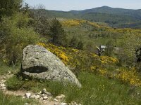 F, Lozere, Le Pont-de-Monvert, Felgerolles 23, Saxifraga-Marijke Verhagen
