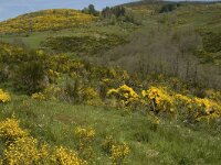 F, Lozere, Le Pont-de-Monvert, Felgerolles 5, Saxifraga-Marijke Verhagen