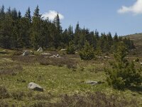 F, Lozere, Le Pont-de-Monvert, Finiels 4, Saxifraga-Marijke Verhagen