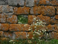 F, Lozere, Pont-de-Montvert, Bellecoste 4, Saxifraga-Dirk Hilbers