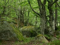 F, Lozere, Pont-de-Montvert, Mas Camargues 5, Saxifraga-Dirk Hilbers