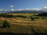 F, Lozere, Vebron, Can de l'Hospitalet 2, Saxifraga-Dirk Hilbers