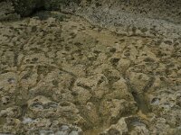 F, Seine-Maritime, Etretat 2, Saxifraga-Willem van Kruijsbergen