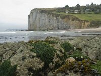 F, Seine-Maritime, Vattetot-sur-Mer, Vaucottes 5, Saxifraga-Willem van Kruijsbergen