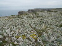P, Faro, Vila do Bispo, Cabo Sao Vicente 103, Saxifraga-Willem van Kruijsbergen