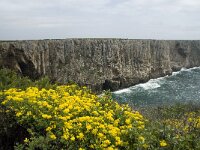 P, Faro, Vila do Bispo, Cabo Sao Vicente 34, Saxifraga-Willem van Kruijsbergen