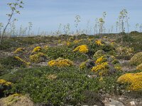 P, Faro, Vila do Bispo, Cabo Sao Vicente 89, Saxifraga-Willem van Kruijsbergen