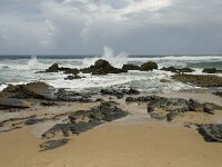 P, Faro, Vila do Bispo, Praia de Castelejo 50, Saxifraga-Willem van Kruijsbergen