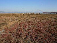 GR, Kavala, Nestos 11, Saxifraga-Dirk Hilbers