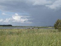 NL, Friesland, Noardeast-Fryslan, Lauwersmeer 24, Saxifraga-Willem van Kruijsbergen