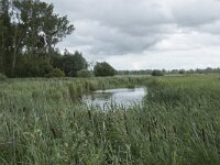 NL, Friesland, Noardeast-Fryslan, Lauwersmeer 35, Saxifraga-Willem van Kruijsbergen