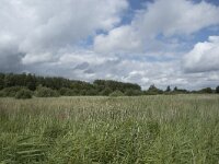 NL, Friesland, Noardeast-Fryslan, Lauwersmeer 9, Saxifraga-Willem van Kruijsbergen