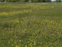 NL, Noord-Holland, Texel, Roggesloot 1, Saxifraga-Jan van der Straaten