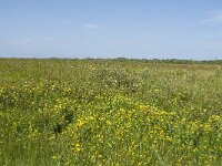 NL, Zuid-Holland, Goeree-Overflakkee, Kwade Hoek 15, Saxifraga-Willem van Kruijsbergen