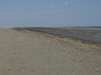 NL, Zuid-Holland, Goeree-Overflakkee, Kwade Hoek 37, Saxifraga-Willem van Kruijsbergen